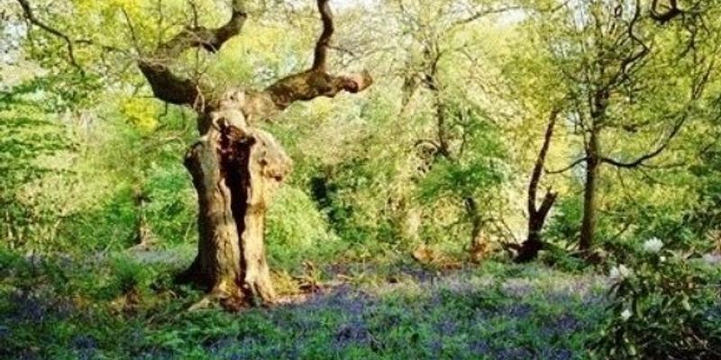 Image of Mossymere Wood birding site