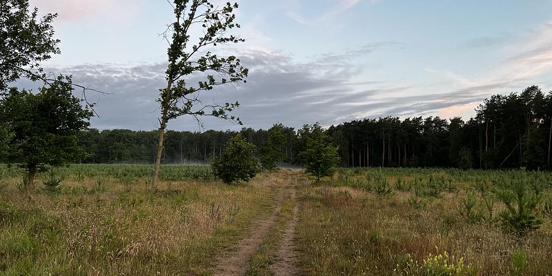 Image of West Harling Heath birding site