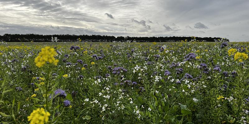 Image of Knettishall Airfield birding site