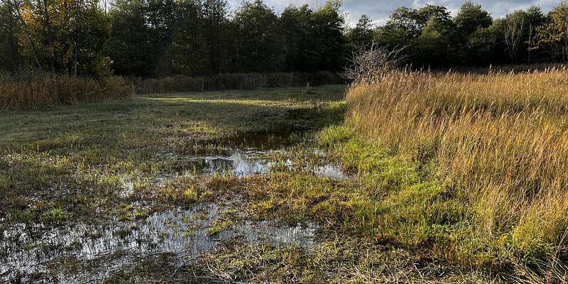 Image of Roydon Fen birding site