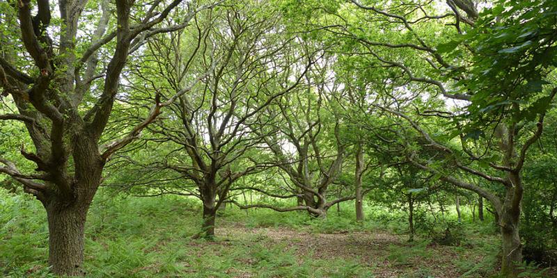 Image of Muckleburgh Hill birding site