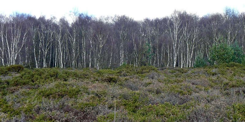 Image of Marsham Heath birding site