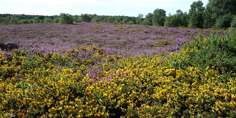 Image of Kelling Heath birding site