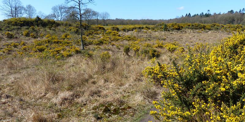 Image of Holt Country Park & Lowes birding site