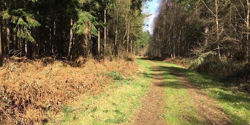 Image of Haveringland Great Wood birding site