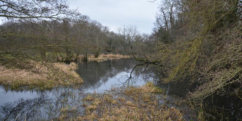 Image of Hanworth birding site