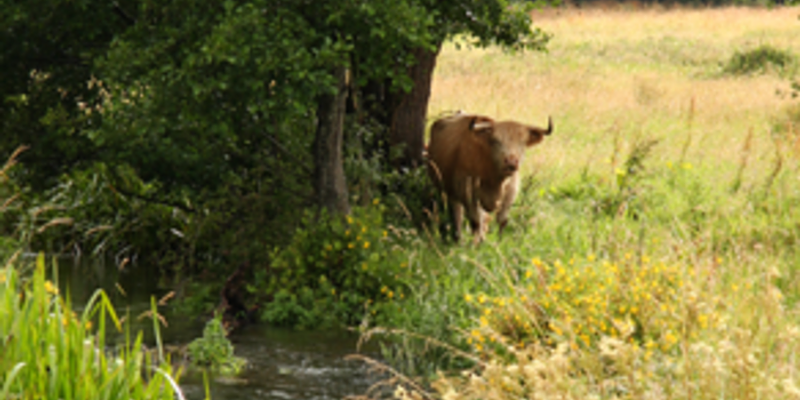 Image of Glaven Valley birding site