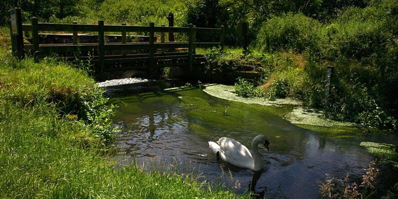 Image of Dilham Canal  birding site