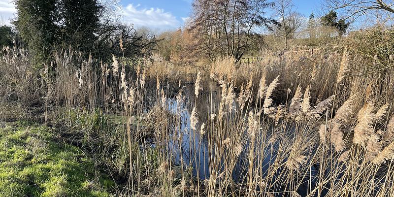 Image of Fakenham Magna birding site