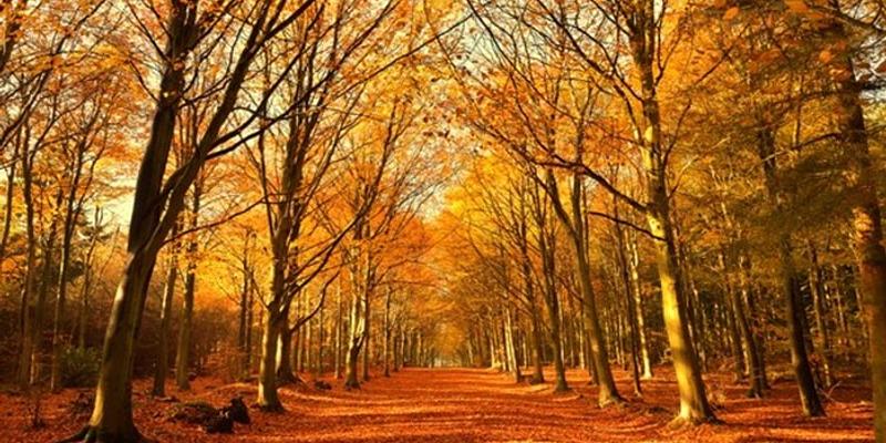 Image of Bacton Woods birding site