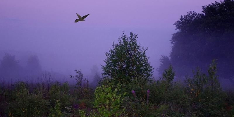 Image of Buxton Heath NWT birding site