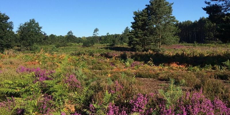 Image of Cawston Heath birding site