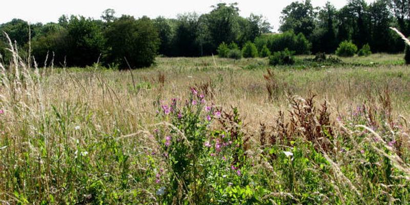 Image of Thwaite Common birding site