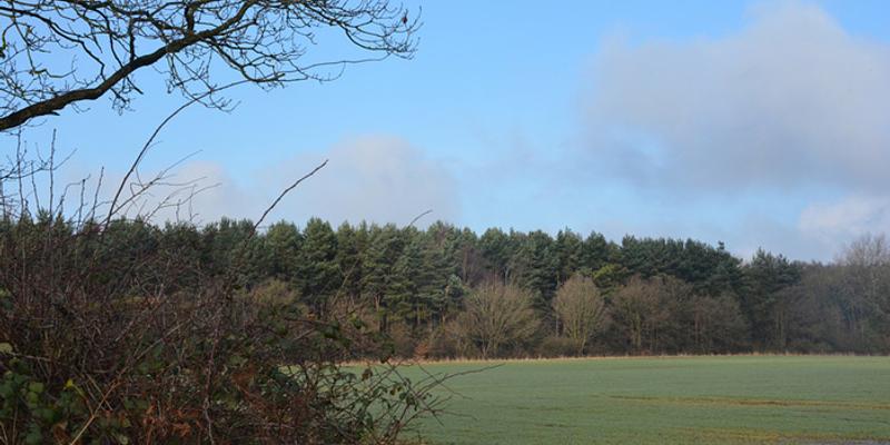 Image of Swanton Novers birding site