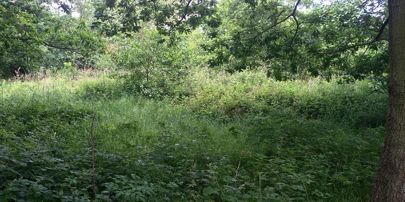 Image of Sustead Common birding site