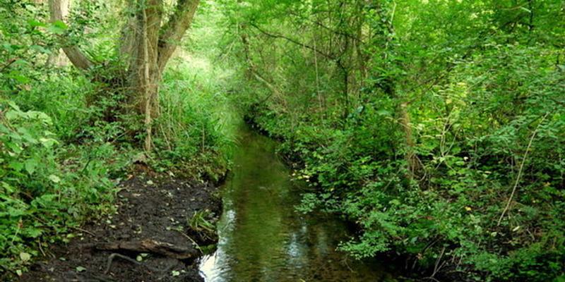 Image of Southrepps Common birding site