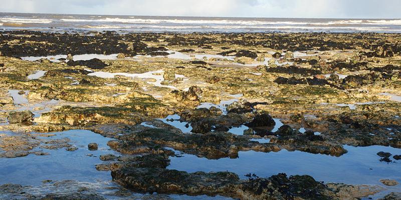 Image of West Runton birding site