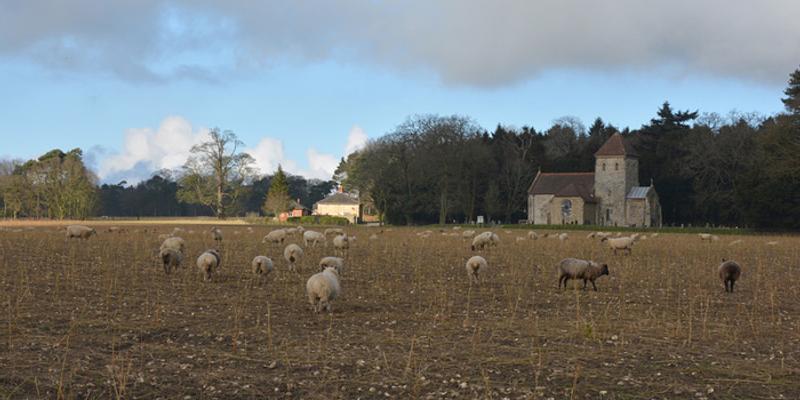 Image of Melton Constable birding site