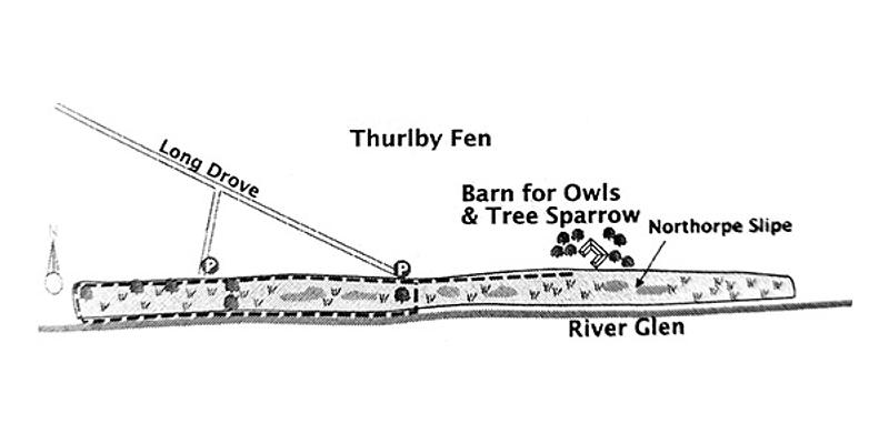 Image of Thurlby Fen & Northorpe Slipe Nature Reserves birding site