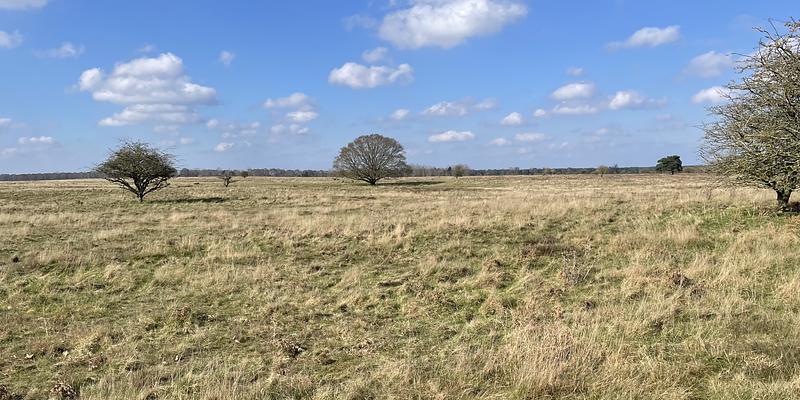 Image of Brettenham Heath NNR birding site