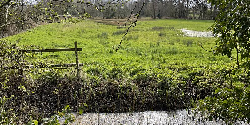 Image of Fen Street, Hopton birding site