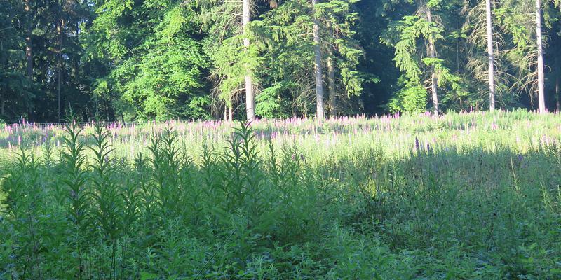 Image of Craymere Beck Woodland (No public access) birding site