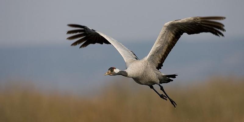 Image of Lakenheath Fen RSPB birding site