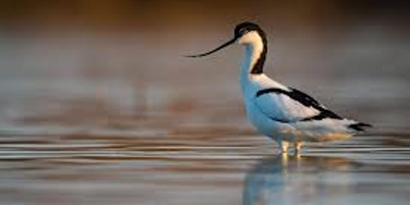 Image of Frampton Marsh RSPB birding site