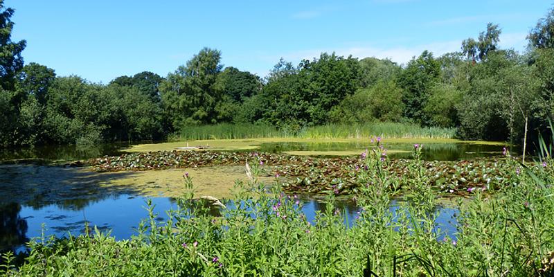 Image of Mannington Hall Park birding site
