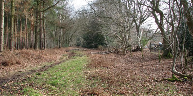 Image of Hevingham birding site