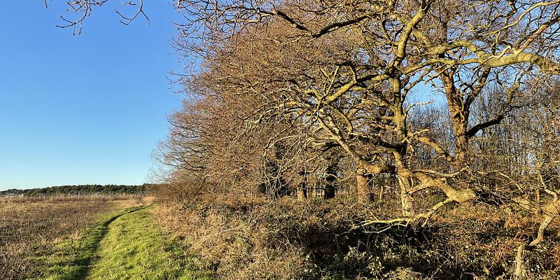 Image of Hall Farm Knettishall birding site