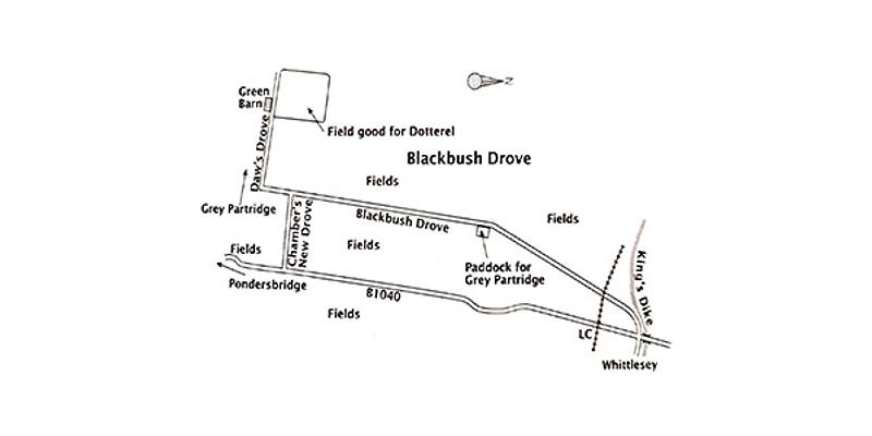Image of Black Bush Drove birding site