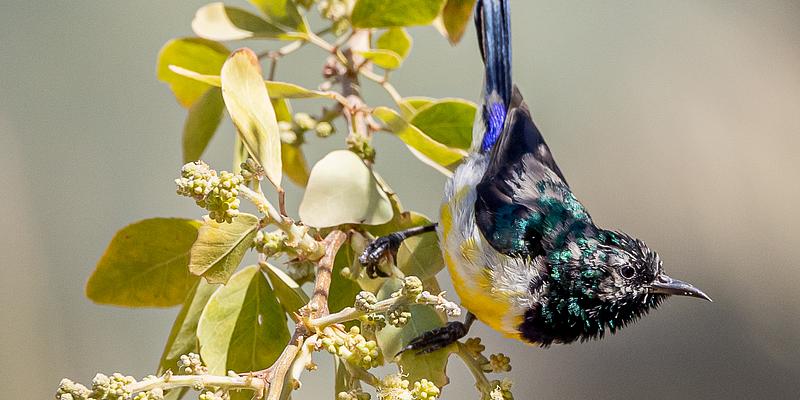 Image of El Gouna Golf Course birding site