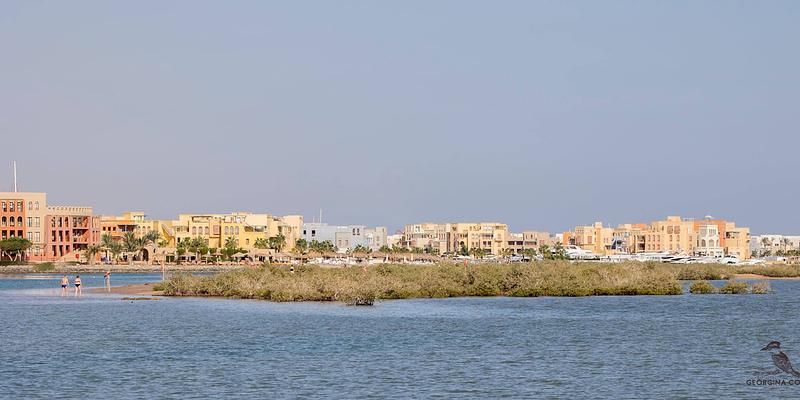 Image of Sheraton Miramar Mangrove Island birding site