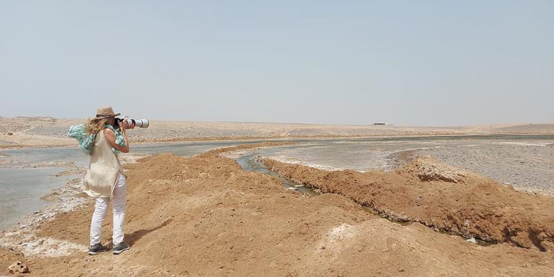 Image of El Gouna Water Desalination Plant birding site