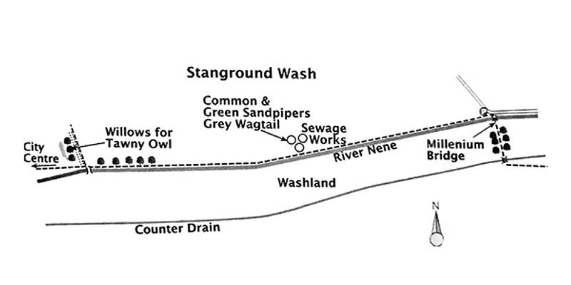Image of Nene Washes - Stanground Wash birding site