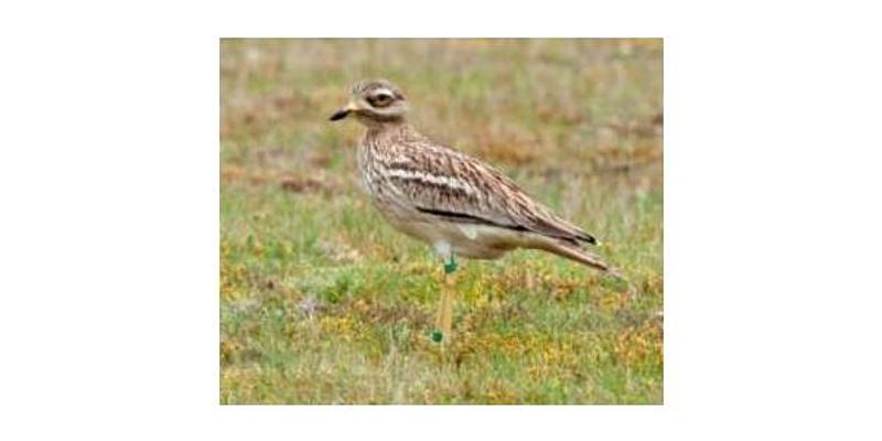 Image of Weeting Heath NWT birding site