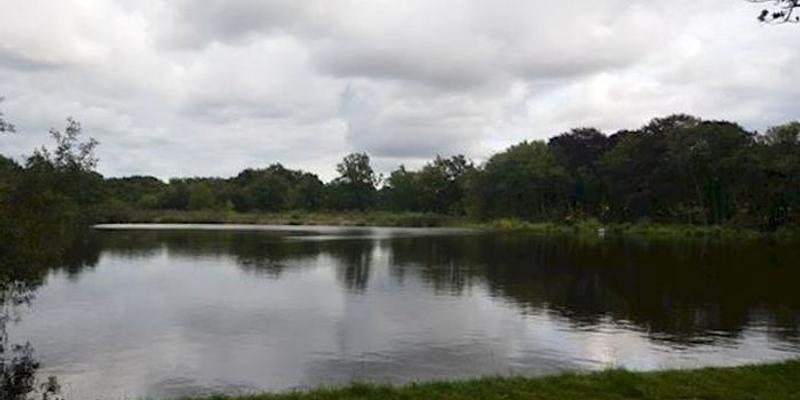 Image of Selbrigg Pond (Lower Bodham) birding site