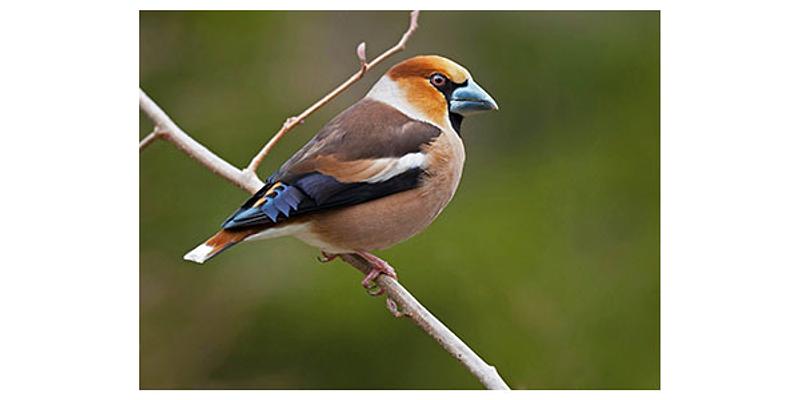 Image of Lynford Arboretum birding site