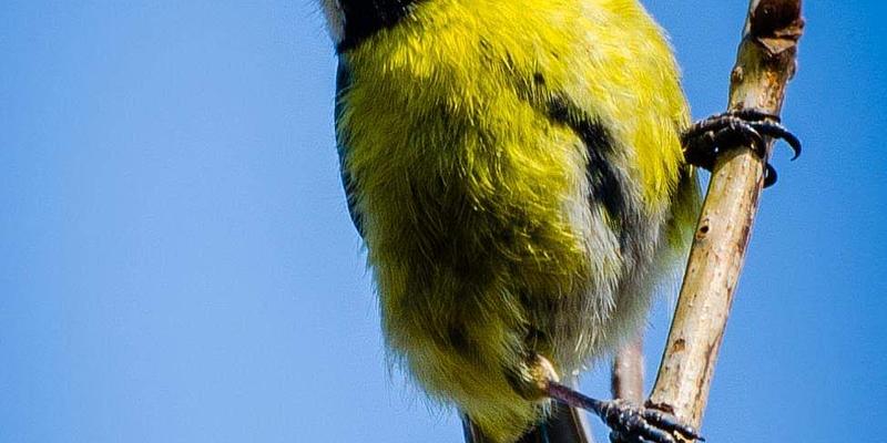 Image of Ollerton, Notts. birding site