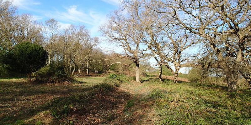 Image of Beeston Regis Heath (Stone Hill) birding site