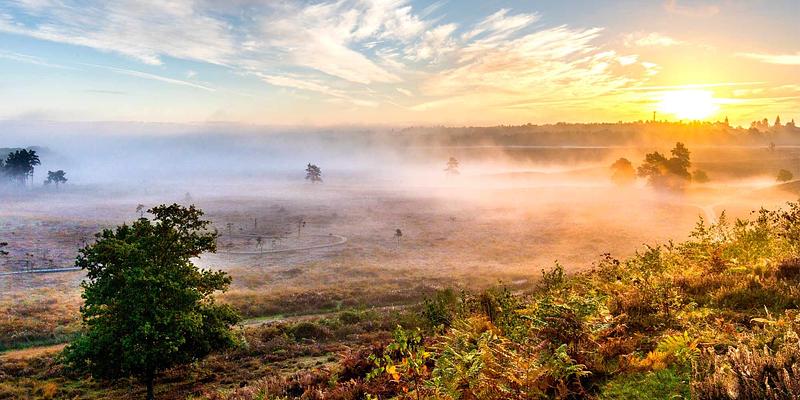 Image of Dersingham Bog NNR birding site